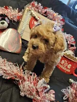 processed/7eae8d2e-271d-4af2-9aae-092afabfe881/listing/e900cab7-2185-4896-a188-f89bf36a7047/5e29843a-9349-4604-b08b-a1616b89dc6d