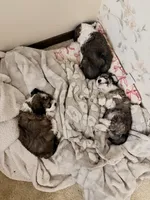 Bruce, a male Maltese and Sheepadoodle for sale in Omaha, NE – 2 of 7