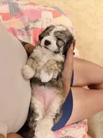 Sassy, a female Maltese and Sheepadoodle for sale in Omaha, NE – 4 of 7