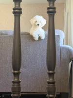 Bruce, a male Maltese and Sheepadoodle for sale in Omaha, NE – 5 of 7