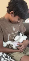 Bruce, a male Maltese and Sheepadoodle for sale in Omaha, NE – 4 of 7
