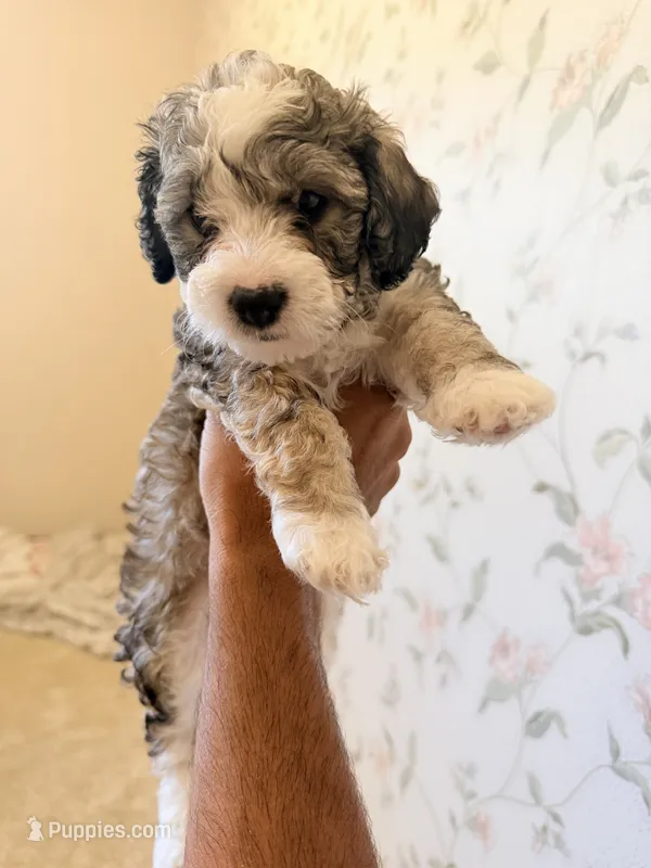 Sassy – Maltese, Sheepadoodle puppy for sale in Omaha, NE