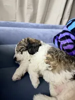 Bruce, a male Maltese and Sheepadoodle for sale in Omaha, NE – 3 of 7