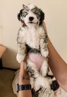 Sassy, a female Maltese and Sheepadoodle for sale in Omaha, NE – 2 of 7