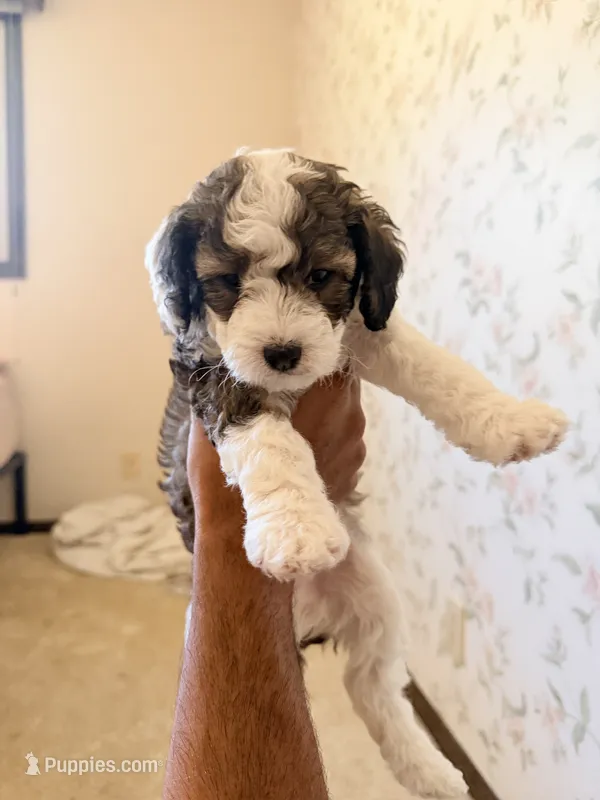 Bruce – Maltese, Sheepadoodle puppy for sale in Omaha, NE