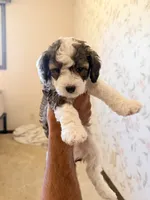 Bruce, a male Maltese and Sheepadoodle for sale in Omaha, NE – 1 of 7
