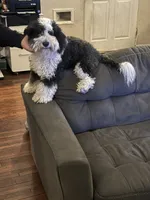 Sassy, a female Maltese and Sheepadoodle for sale in Omaha, NE – 7 of 7