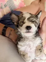 Sassy, a female Maltese and Sheepadoodle for sale in Omaha, NE – 3 of 7
