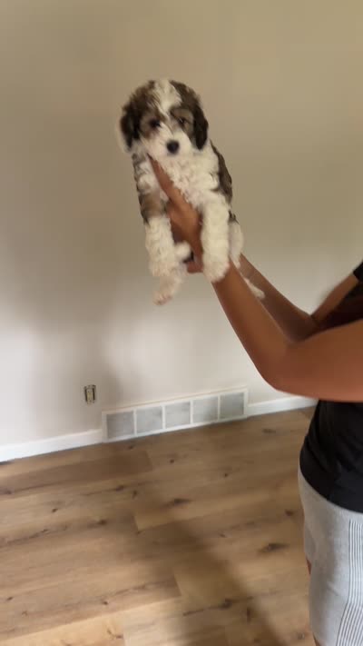 Bruce, a male Maltese and Sheepadoodle for sale in Omaha, NE – 6 of 7