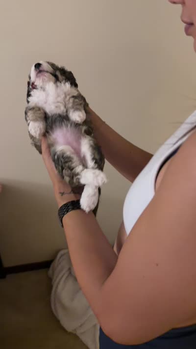 Sassy, a female Maltese and Sheepadoodle for sale in Omaha, NE – 6 of 7