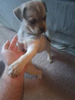 female 1, a female Alaskan Husky and Pug for sale in Vine Grove, KY – Photo 3 of 3