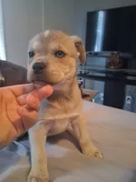 female 1, a female Alaskan Husky and Pug for sale in Vine Grove, KY – Photo 2 of 3