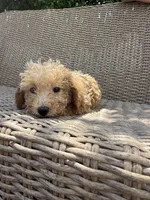 Scottie poo, a female Double Doodle for sale in Summerfield, FL – 3 of 4