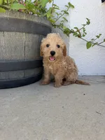 Scottie poo, a female Double Doodle for sale in Summerfield, FL – 4 of 4