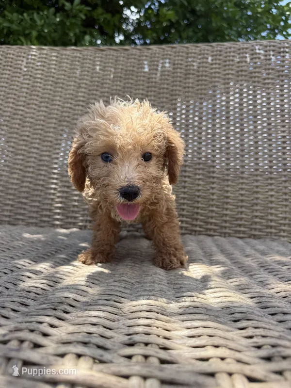 Scottie poo – Double Doodle puppy for sale in Summerfield, FL