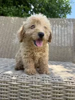 Scottie poo, a female Double Doodle for sale in Summerfield, FL – 2 of 4