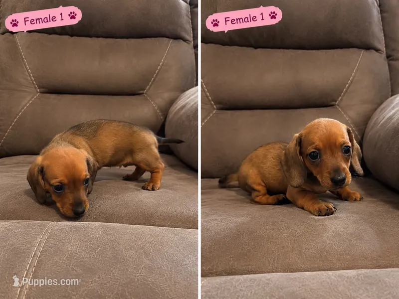Female 1 – Miniature Dachshund puppy for sale in Prescott Valley, AZ