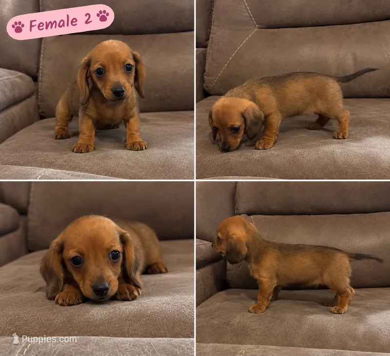 Female 2 – Miniature Dachshund puppy for sale in Prescott Valley, AZ