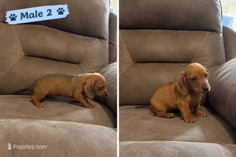 Male 2 – Miniature Dachshund puppy for sale in Prescott Valley, AZ