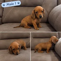 Male 1, a male Miniature Dachshund for sale in Prescott Valley, AZ – 1 of 1