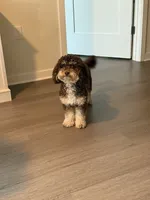Lucky , a male Poodle - Miniature  and Bernedoodle for sale in New York City, NY – 2 of 3