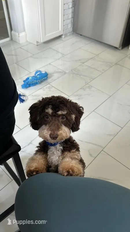Lucky  – Poodle - Miniature , Bernedoodle puppy for sale in New York City, NY