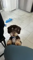 Lucky , a male Poodle - Miniature  and Bernedoodle for sale in New York City, NY – 1 of 3