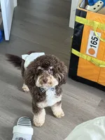 Lucky , a male Poodle - Miniature  and Bernedoodle for sale in New York City, NY – 3 of 3