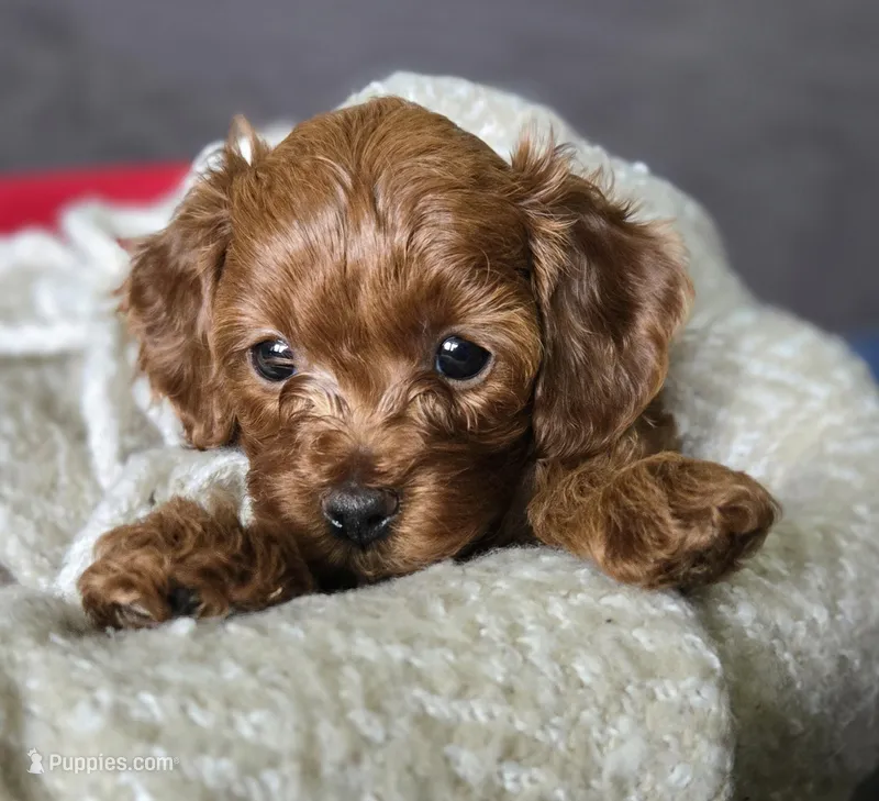Belle – Cavapoo puppy for sale in East Earl, PA