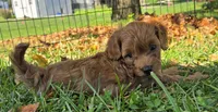 Simba, a male Cavapoo for sale in East Earl, PA – 5 of 8