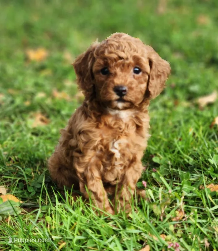 Marley – Cavapoo puppy for sale in East Earl, PA