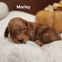 Marley, a female Cavapoo for sale in East Earl, PA – 5 of 5