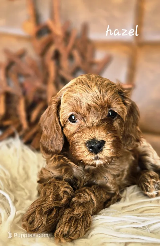 Hazel – Cavapoo puppy for sale in East Earl, PA