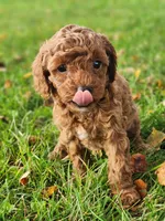 Marley, a female Cavapoo for sale in East Earl, PA – 2 of 5