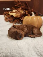 Belle, a female Cavapoo for sale in East Earl, PA – 5 of 5