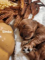 Simba, a male Cavapoo for sale in East Earl, PA – 8 of 8