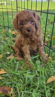 Belle, a female Cavapoo for sale in East Earl, PA – 3 of 5