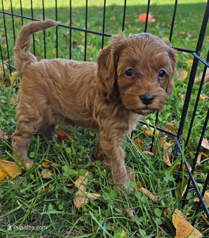 Hazel – Cavapoo puppy for sale in East Earl, PA