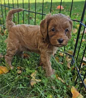Hazel, a female Cavapoo for sale in East Earl, PA – 1 of 4