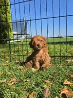 Simba, a male Cavapoo for sale in East Earl, PA – 4 of 8