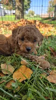 Paisley, a female Cavapoo for sale in East Earl, PA – 2 of 6