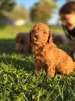 Milo, a male Cavapoo for sale in East Earl, PA – 4 of 5