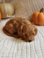 Hazel, a female Cavapoo for sale in East Earl, PA – 3 of 4