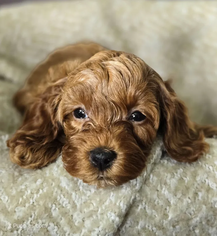 Hazel – Cavapoo puppy for sale in East Earl, PA