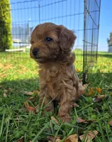 Simba, a male Cavapoo for sale in East Earl, PA – 6 of 8