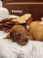 Paisley, a female Cavapoo for sale in East Earl, PA – 5 of 6