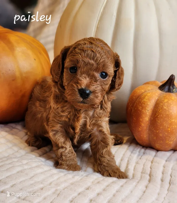 Paisley – Cavapoo puppy for sale in East Earl, PA