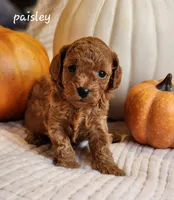Paisley, a female Cavapoo for sale in East Earl, PA – 1 of 6
