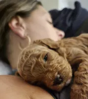Marley, a female Cavapoo for sale in East Earl, PA – 4 of 5