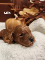 Milo, a male Cavapoo for sale in East Earl, PA – 5 of 5